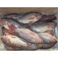 Gefrorene Tilapia WGG